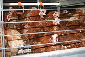 enriched-battery-cage