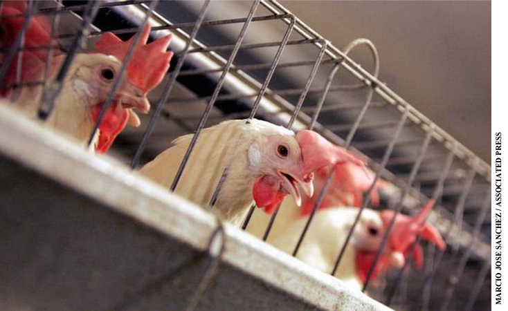 Chickens huddle in cages at an egg processing plant in Atwater before the 2008 passage of Proposition 2, which voters were told would ban cages for egg-laying chickens.