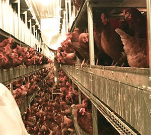 chickens crammed into multi-level cages