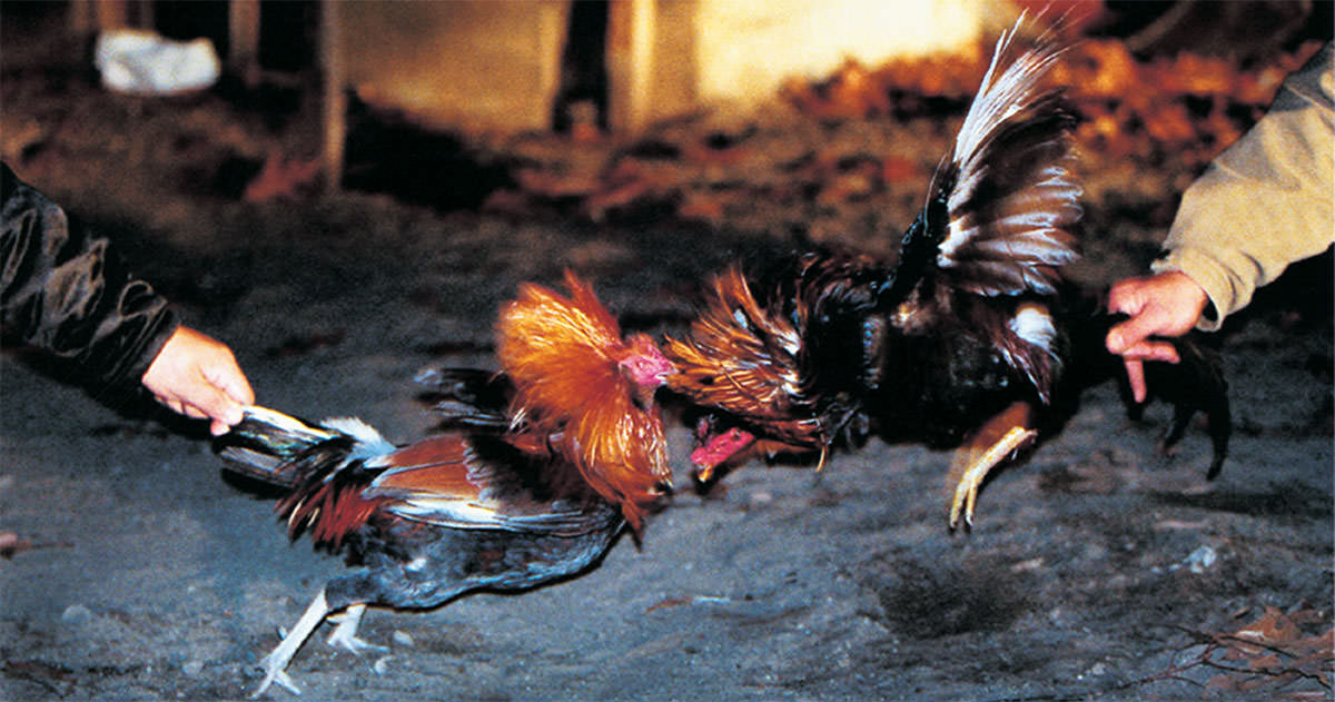 cockfighting-lawsuit