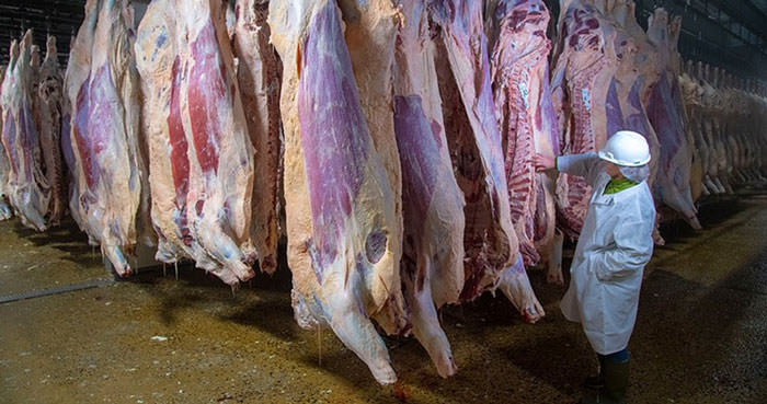 carcasses are hanging while being inspected
